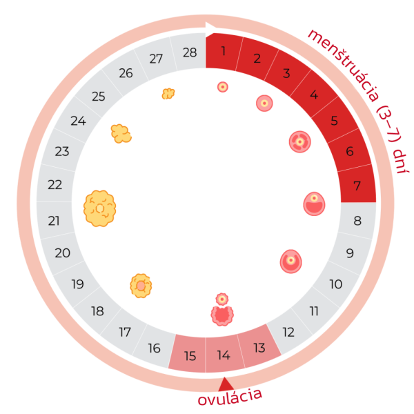 silnekrvacianie-dospievajuce-dievcata-mlade-zeny-menstruacny_cyklus-1024×1024